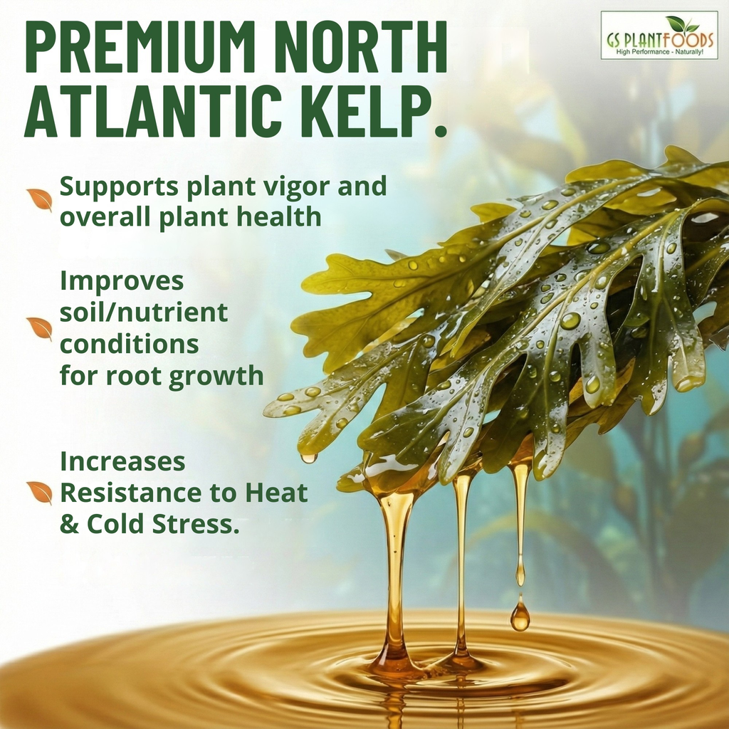 Organic Liquid Kelp Seaweed